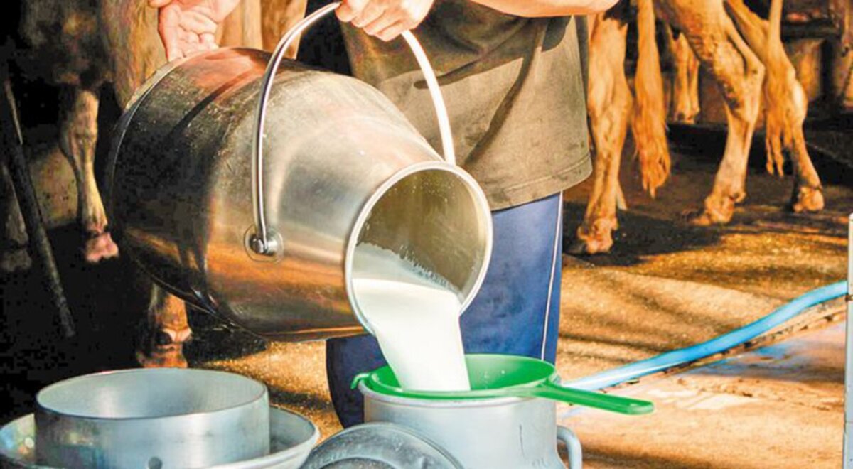 Μειωμένη η παραγωγή αιγοπρόβειου γάλακτος στη Λάρισα