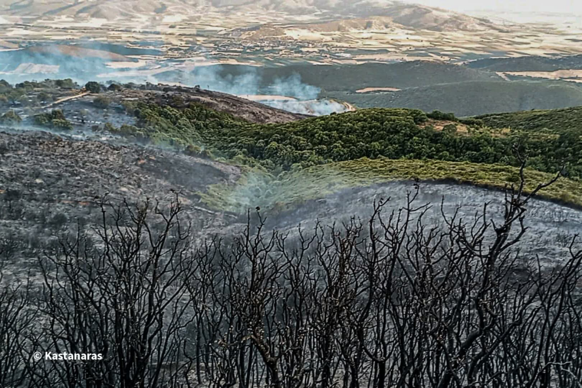 Χωρίς ενεργό μέτωπο η φωτιά στο Βαθύρεμα Αγιάς- Ολονύχτια επιφυλακή της Πυροσβεστικής