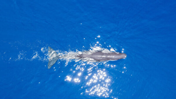 Sperm whale in the Indian Ocean.
